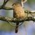 Barred Puffbird